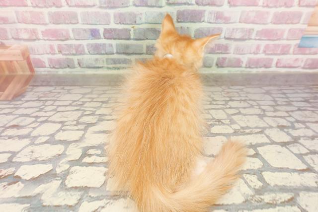 富山県のメインクーン (Coo&RIKU富山店/2025年5月27日生まれ/男の子/レッドタビーホワイト)の子猫の4枚目の画像