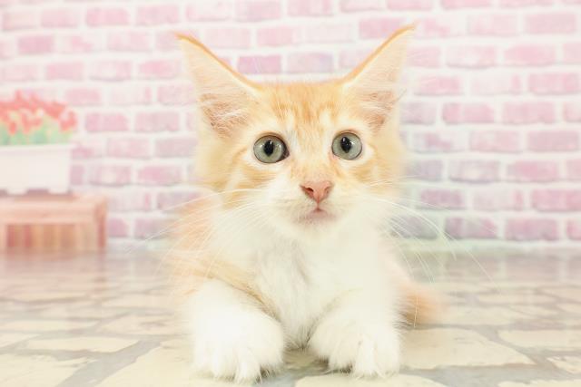秋田県のメインクーン (Coo&RIKU秋田店/2025年5月27日生まれ/男の子/レッドタビーホワイト)の子猫