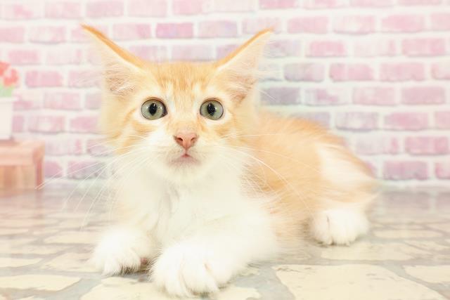 秋田県のメインクーン (Coo&RIKU秋田店/2025年5月27日生まれ/男の子/レッドタビーホワイト)の子猫の2枚目の画像