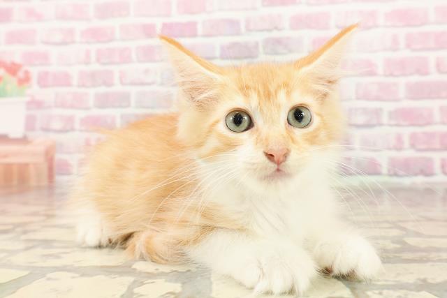秋田県のメインクーン (Coo&RIKU秋田店/2025年5月27日生まれ/男の子/レッドタビーホワイト)の子猫の3枚目の画像