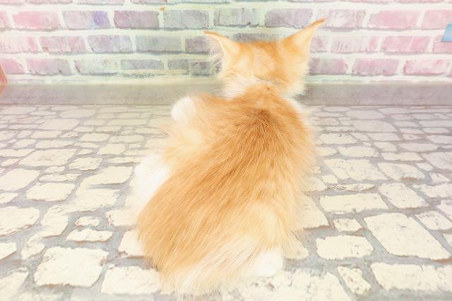 秋田県のメインクーン (Coo&RIKU秋田店/2025年5月27日生まれ/男の子/レッドタビーホワイト)の子猫の4枚目の画像