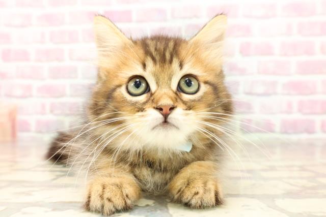 埼玉県のサイベリアン (Coo&RIKU岩槻店/2025年6月2日生まれ/男の子/ブラウンタビー)の子猫