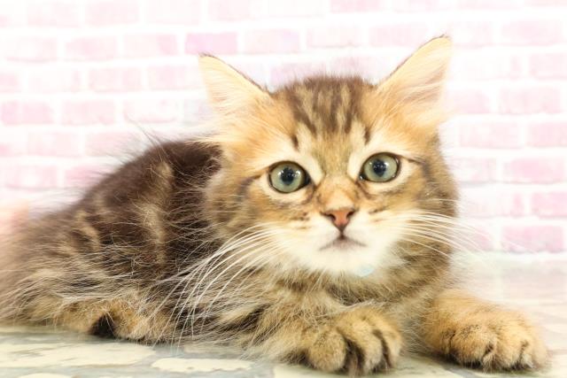 埼玉県のサイベリアン (Coo&RIKU岩槻店/2025年6月2日生まれ/男の子/ブラウンタビー)の子猫の3枚目の画像
