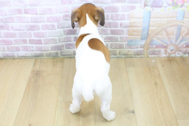 千葉県のジャックラッセルテリア (Coo&RIKU流山店/2025年6月10日生まれ/男の子/タンホワイト)の子犬の4枚目の画像