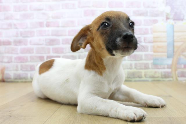 千葉県のジャックラッセルテリア (Coo&RIKU南柏店/2025年6月10日生まれ/女の子/タンホワイト)の子犬の3枚目の画像