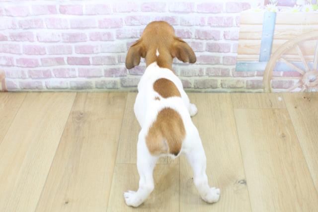 千葉県のジャックラッセルテリア (Coo&RIKU南柏店/2025年6月10日生まれ/女の子/タンホワイト)の子犬の4枚目の画像