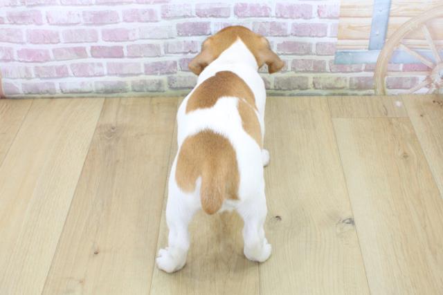 福島県のジャックラッセルテリア (Coo&RIKU郡山店/2025年6月10日生まれ/女の子/タンホワイト)の子犬の4枚目の画像