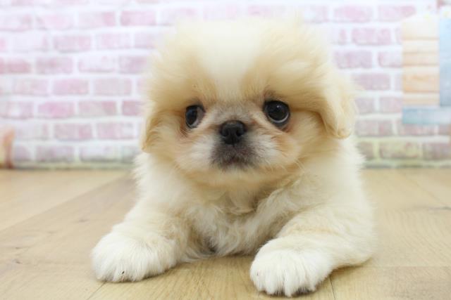 福島県のペキニーズ (Coo&RIKU福島店/2025年6月11日生まれ/男の子/クリームホワイト)の子犬