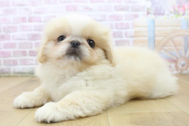 福島県のペキニーズ (Coo&RIKU福島店/2025年6月11日生まれ/男の子/クリームホワイト)の子犬の2枚目の画像