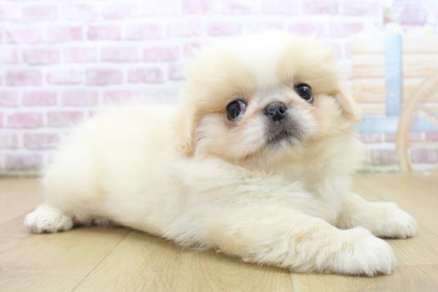 福島県のペキニーズ (Coo&RIKU福島店/2025年6月11日生まれ/男の子/クリームホワイト)の子犬の3枚目の画像