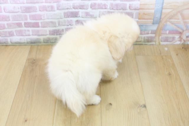 福島県のペキニーズ (Coo&RIKU福島店/2025年6月11日生まれ/男の子/クリームホワイト)の子犬の4枚目の画像