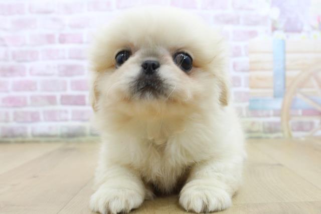 山形県のペキニーズ (Coo&RIKU山形店/2025年6月11日生まれ/男の子/クリームホワイト)の子犬の1枚目の画像