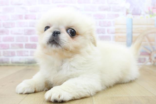 山形県のペキニーズ (Coo&RIKU山形店/2025年6月11日生まれ/男の子/クリームホワイト)の子犬の2枚目の画像