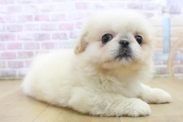 山形県のペキニーズ (Coo&RIKU山形店/2025年6月11日生まれ/男の子/クリームホワイト)の子犬の3枚目の画像