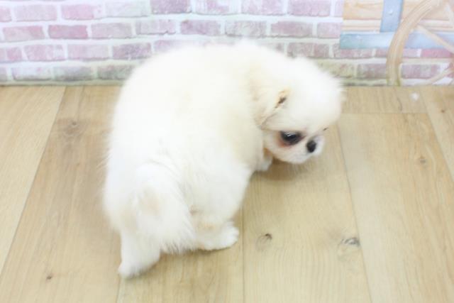 山形県のペキニーズ (Coo&RIKU山形店/2025年6月11日生まれ/男の子/クリームホワイト)の子犬の4枚目の画像