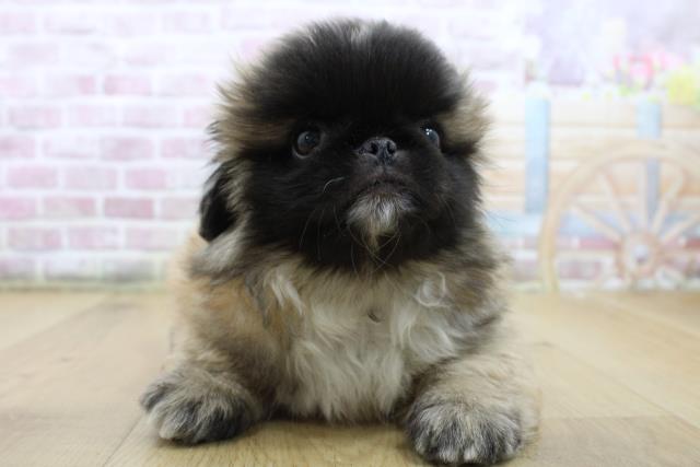 青森県のペキニーズ (Coo&RIKU八戸店/2025年6月11日生まれ/男の子/フォーンホワイト)の子犬
