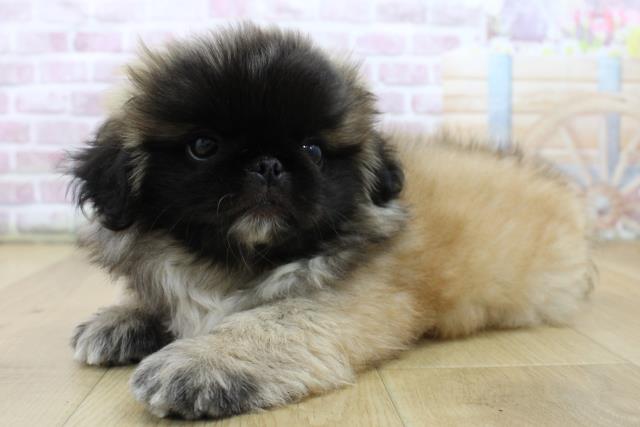 青森県のペキニーズ (Coo&RIKU八戸店/2025年6月11日生まれ/男の子/フォーンホワイト)の子犬の2枚目の画像