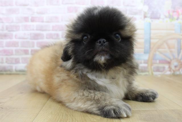 青森県のペキニーズ (Coo&RIKU八戸店/2025年6月11日生まれ/男の子/フォーンホワイト)の子犬の3枚目の画像