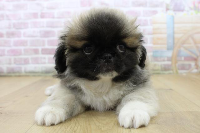 福島県のペキニーズ (Coo&RIKU郡山店/2025年6月11日生まれ/女の子/フォーンホワイト)の子犬の1枚目の画像