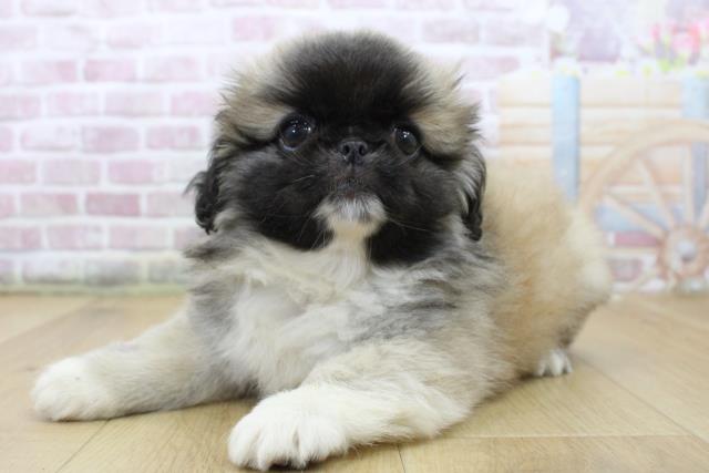 福島県のペキニーズ (Coo&RIKU郡山店/2025年6月11日生まれ/女の子/フォーンホワイト)の子犬の2枚目の画像