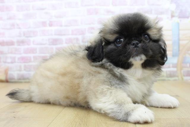 福島県のペキニーズ (Coo&RIKU郡山店/2025年6月11日生まれ/女の子/フォーンホワイト)の子犬の3枚目の画像