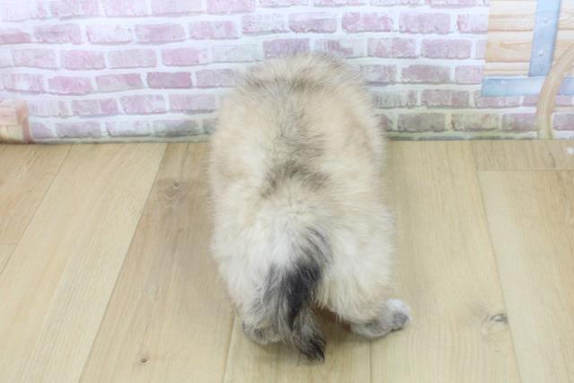 福島県のペキニーズ (Coo&RIKU郡山店/2025年6月11日生まれ/女の子/フォーンホワイト)の子犬の4枚目の画像