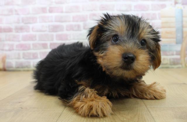 青森県のヨークシャーテリア (Coo&RIKU八戸店/2025年6月11日生まれ/女の子/スチールブルータン)の子犬の3枚目の画像