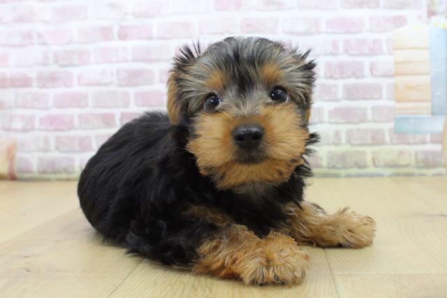 青森県のヨークシャーテリア (Coo&RIKU弘前店/2025年6月11日生まれ/女の子/スチールブルータン)の子犬の3枚目の画像