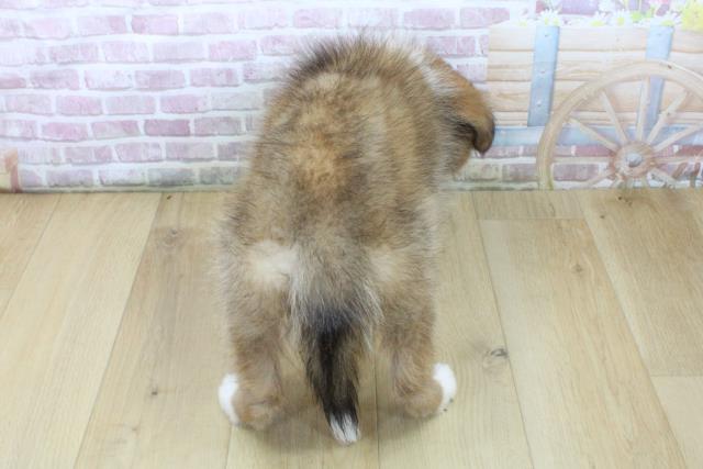 青森県のシェットランドシープドッグ (Coo&RIKU八戸店/2025年6月11日生まれ/男の子/セーブルホワイト)の子犬の4枚目の画像