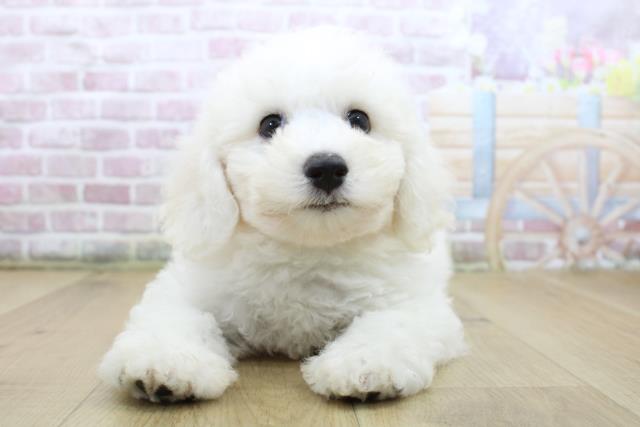 青森県のビションフリーゼ (Coo&RIKU八戸店/2025年6月11日生まれ/男の子/ホワイト)の子犬