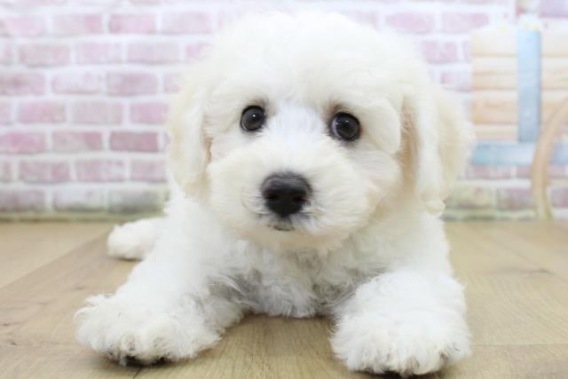 福島県のビションフリーゼ (Coo&RIKU福島店/2025年6月11日生まれ/男の子/ホワイト)の子犬