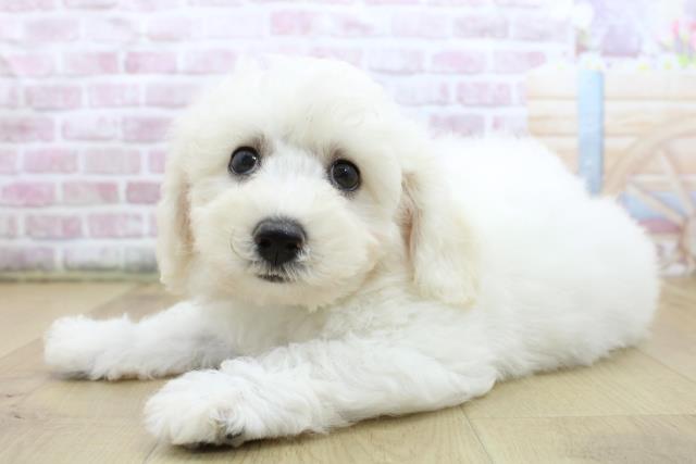 福島県のビションフリーゼ (Coo&RIKU福島店/2025年6月11日生まれ/男の子/ホワイト)の子犬の2枚目の画像
