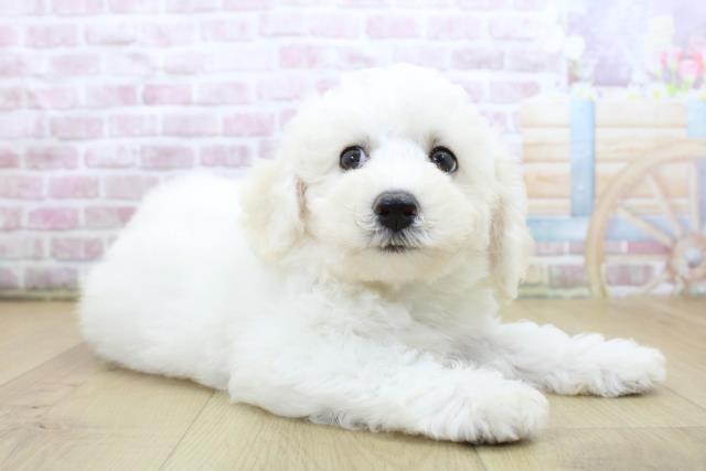 福島県のビションフリーゼ (Coo&RIKU福島店/2025年6月11日生まれ/男の子/ホワイト)の子犬の3枚目の画像