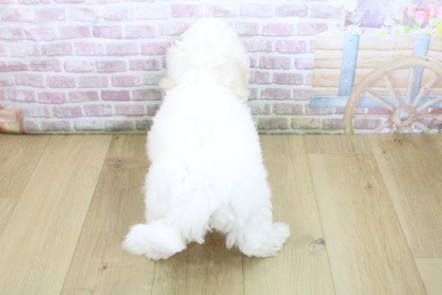 福島県のビションフリーゼ (Coo&RIKU福島店/2025年6月11日生まれ/男の子/ホワイト)の子犬の4枚目の画像