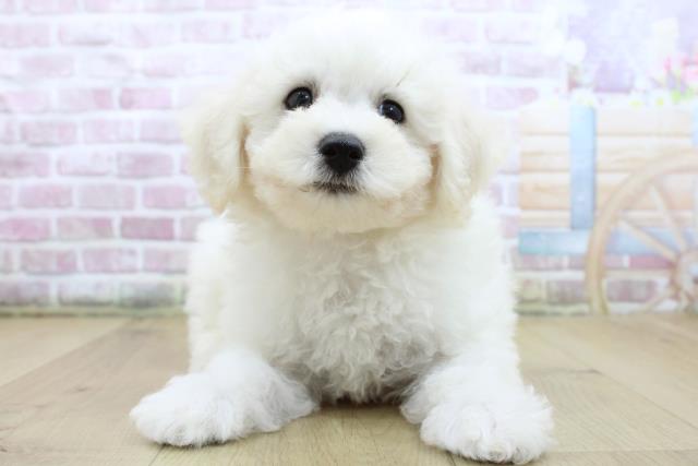 山形県のビションフリーゼ (Coo&RIKU山形店/2025年6月11日生まれ/男の子/ホワイト)の子犬の1枚目の画像