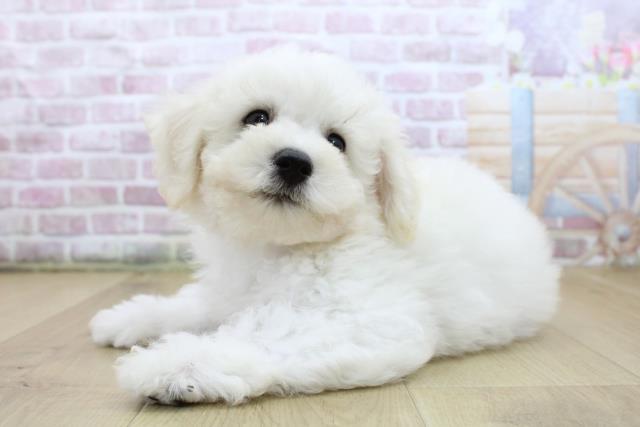 山形県のビションフリーゼ (Coo&RIKU山形店/2025年6月11日生まれ/男の子/ホワイト)の子犬の2枚目の画像