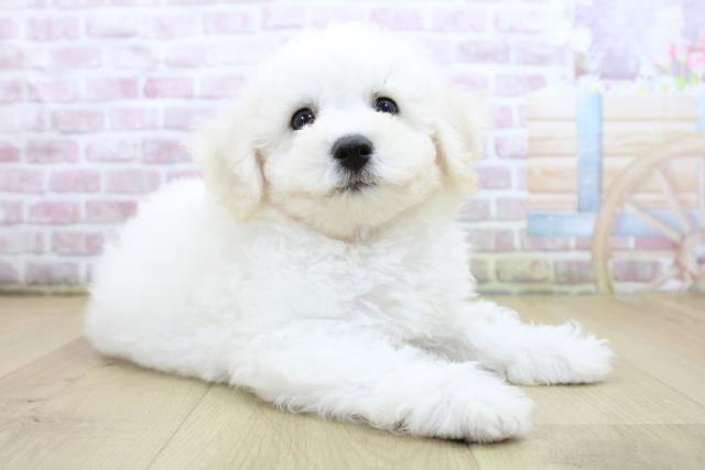 山形県のビションフリーゼ (Coo&RIKU山形店/2025年6月11日生まれ/男の子/ホワイト)の子犬の3枚目の画像