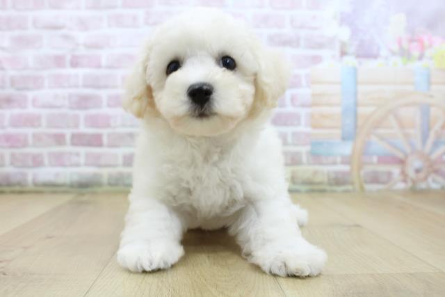 宮城県のビションフリーゼ (Coo&RIKU石巻店/2025年6月11日生まれ/女の子/ホワイト)の子犬の1枚目の画像