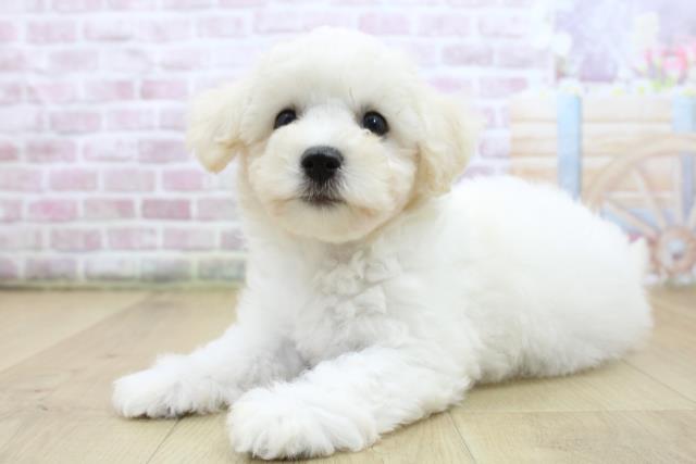 宮城県のビションフリーゼ (Coo&RIKU石巻店/2025年6月11日生まれ/女の子/ホワイト)の子犬の2枚目の画像