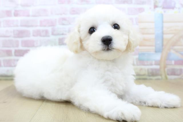 宮城県のビションフリーゼ (Coo&RIKU石巻店/2025年6月11日生まれ/女の子/ホワイト)の子犬の3枚目の画像