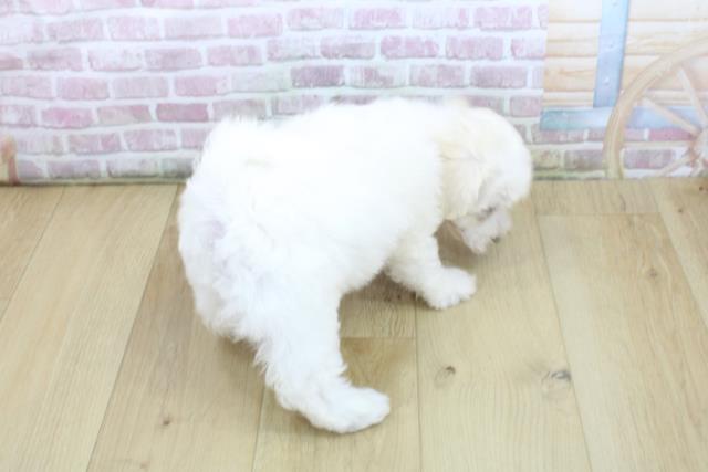 宮城県のビションフリーゼ (Coo&RIKU石巻店/2025年6月11日生まれ/女の子/ホワイト)の子犬の4枚目の画像