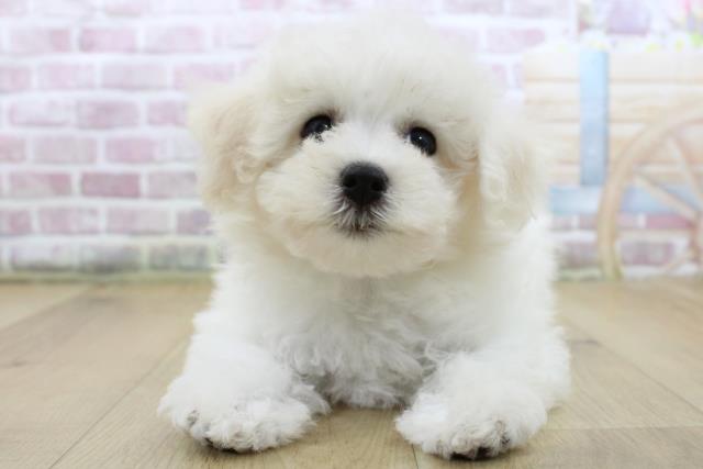 青森県のビションフリーゼ (Coo&RIKU弘前店/2025年6月11日生まれ/女の子/ホワイト)の子犬