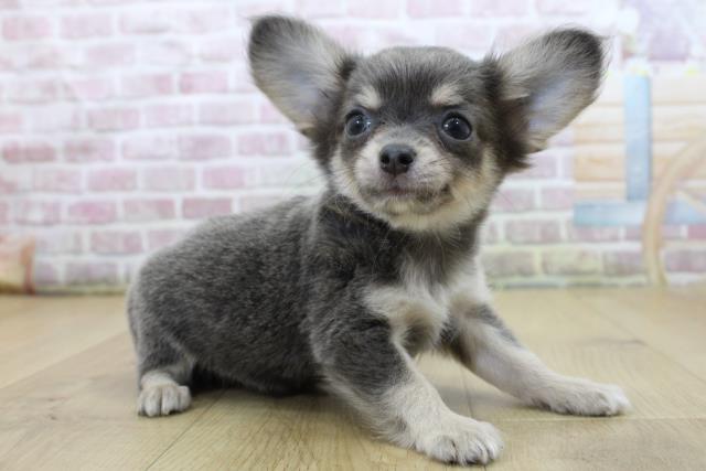 千葉県のチワワ(ロング) (Coo&RIKU南柏店/2025年6月11日生まれ/男の子/ブルータンホワイト)の子犬の3枚目の画像