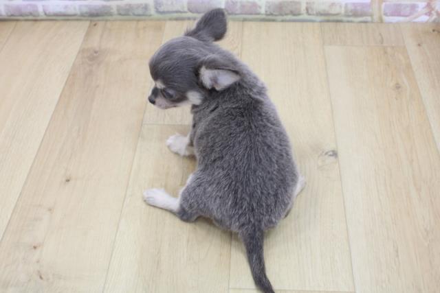 千葉県のチワワ(ロング) (Coo&RIKU南柏店/2025年6月11日生まれ/男の子/ブルータンホワイト)の子犬の4枚目の画像