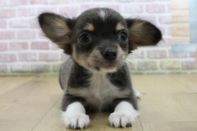 千葉県のチワワ(ロング) (Coo&RIKU八街店/2025年6月11日生まれ/女の子/ブルータンホワイト)の子犬