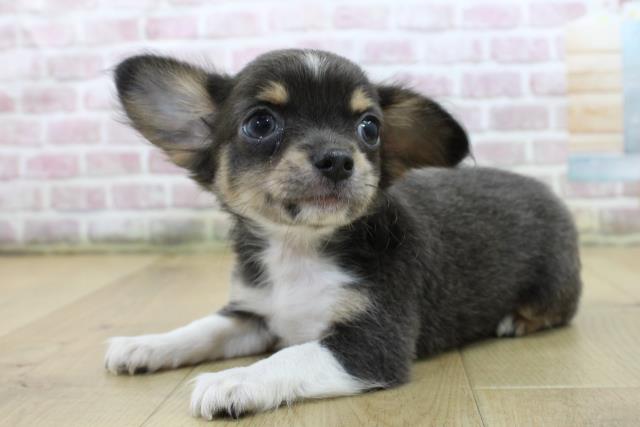 千葉県のチワワ(ロング) (Coo&RIKU八街店/2025年6月11日生まれ/女の子/ブルータンホワイト)の子犬の2枚目の画像