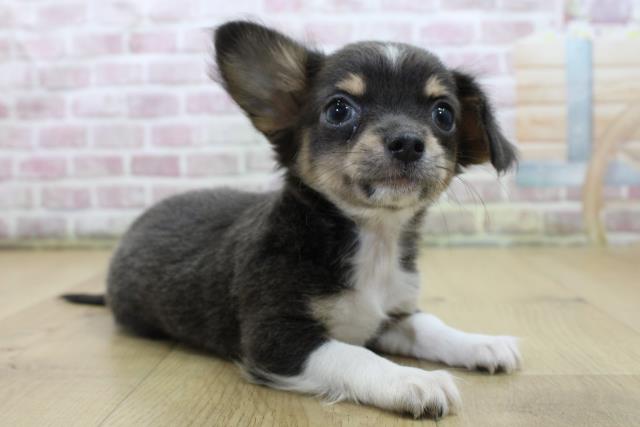 千葉県のチワワ(ロング) (Coo&RIKU八街店/2025年6月11日生まれ/女の子/ブルータンホワイト)の子犬の3枚目の画像
