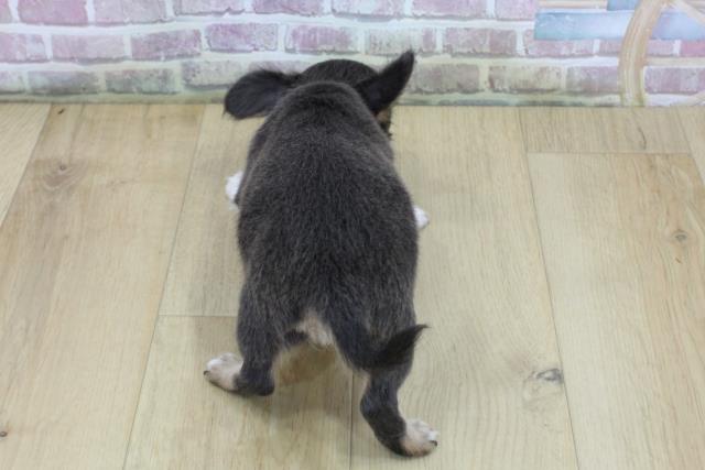 千葉県のチワワ(ロング) (Coo&RIKU八街店/2025年6月11日生まれ/女の子/ブルータンホワイト)の子犬の4枚目の画像