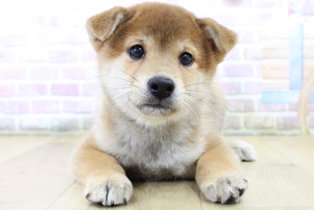 青森県の柴犬(標準サイズ) (Coo&RIKU八戸店/2025年6月15日生まれ/男の子/赤)の子犬の1枚目の画像