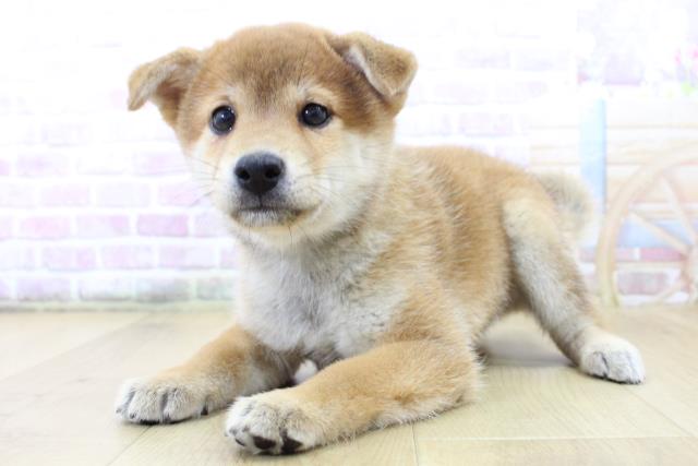 青森県の柴犬(標準サイズ) (Coo&RIKU八戸店/2025年6月15日生まれ/男の子/赤)の子犬の2枚目の画像